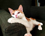 Кошки в Москве: Рыжий котенок СОфа в добрые руки Девочка, Бесплатно - фото 1