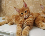 Кошки в Ливны: Мейн Кун котята, 40 000 руб. - фото 8