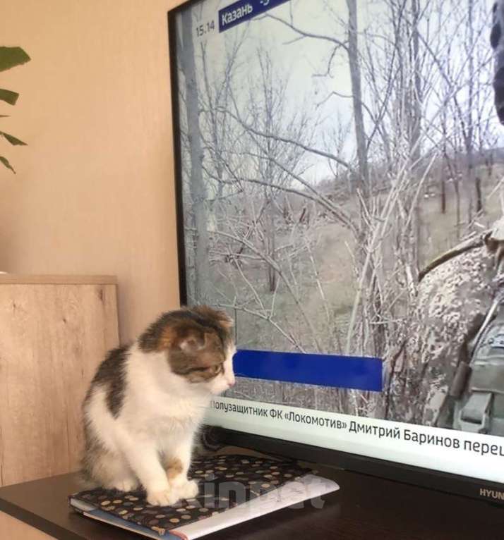 Кошки в других городах Крыма: Маленькое спасенное счастье ищет добрый  дом  Девочка, Бесплатно - фото 2