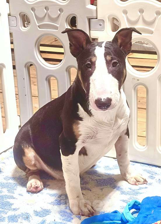 Собаки в Перми: Мини-бультерьер, щенки Мальчик, Бесплатно - фото 2