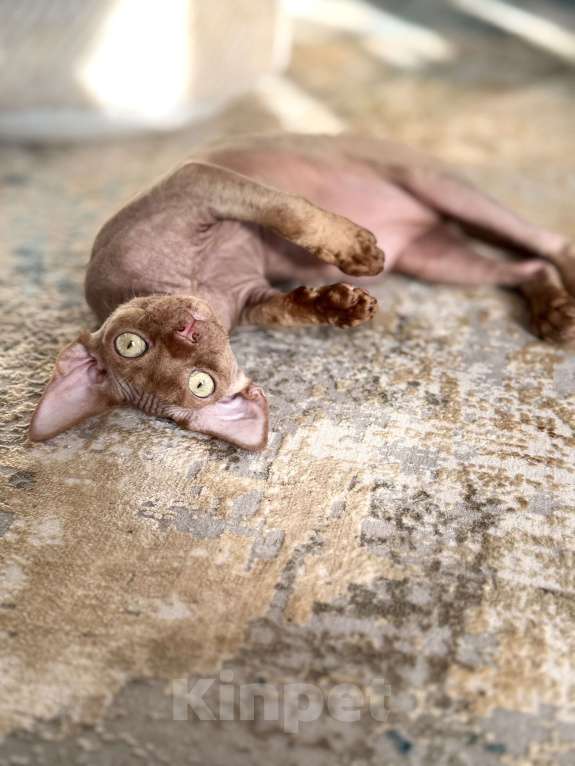 Кошки в Москве: Шоколадный мальчик Qwartz Queen  Мальчик, 50 000 руб. - фото 8