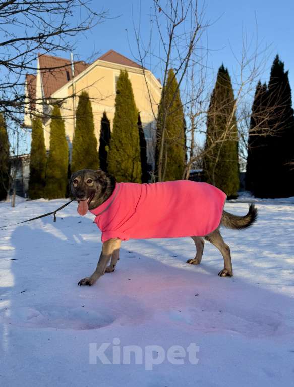 Собаки в других городах Московской области: Собака Босси ищет дом Девочка, Бесплатно - фото 5