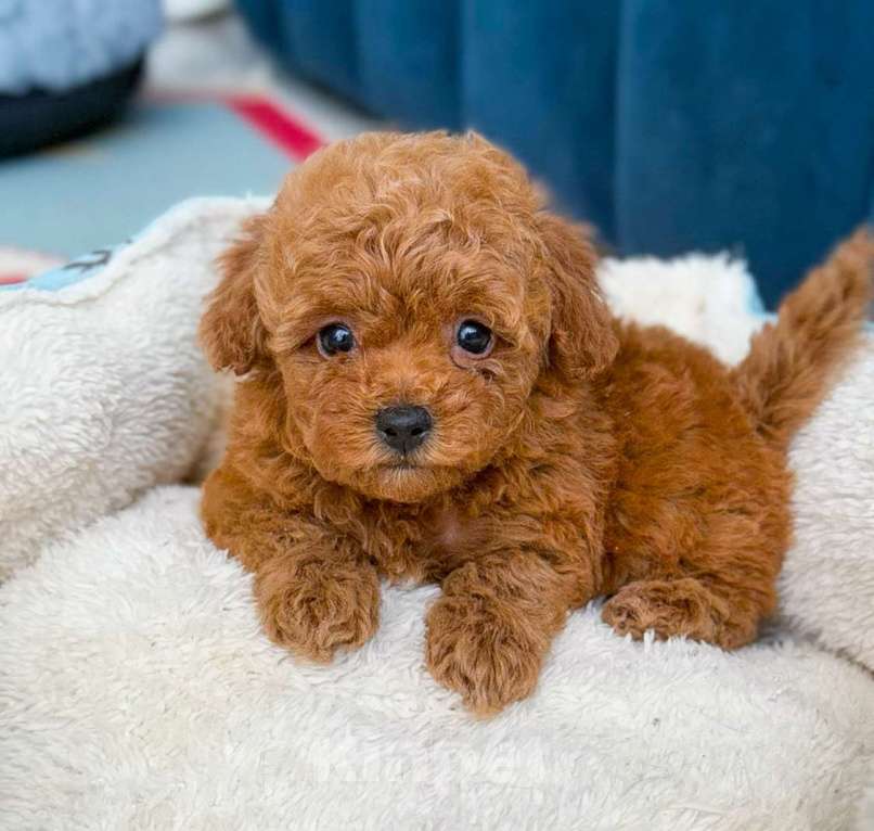 Собаки в Москве: Мальчик Тедди пуделя Мальчик, 100 000 руб. - фото 2