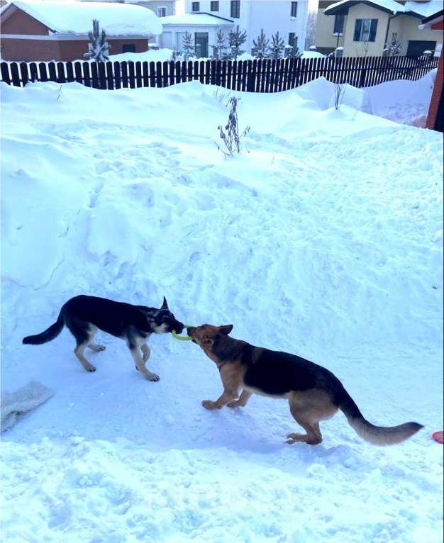Собаки в Кемерово: Щенок ВЕО с хорошей  родословной Девочка, 30 000 руб. - фото 5