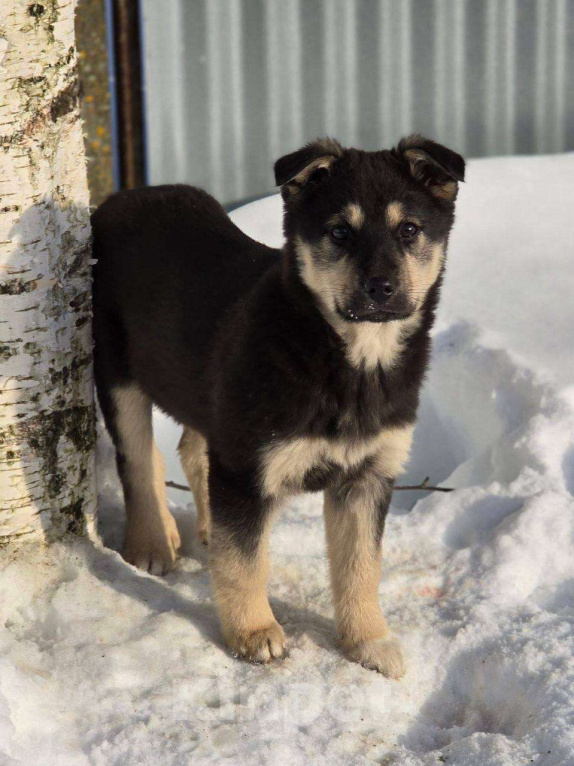 Собаки в Москве: Щенок Куна ищет дом Девочка, Бесплатно - фото 4