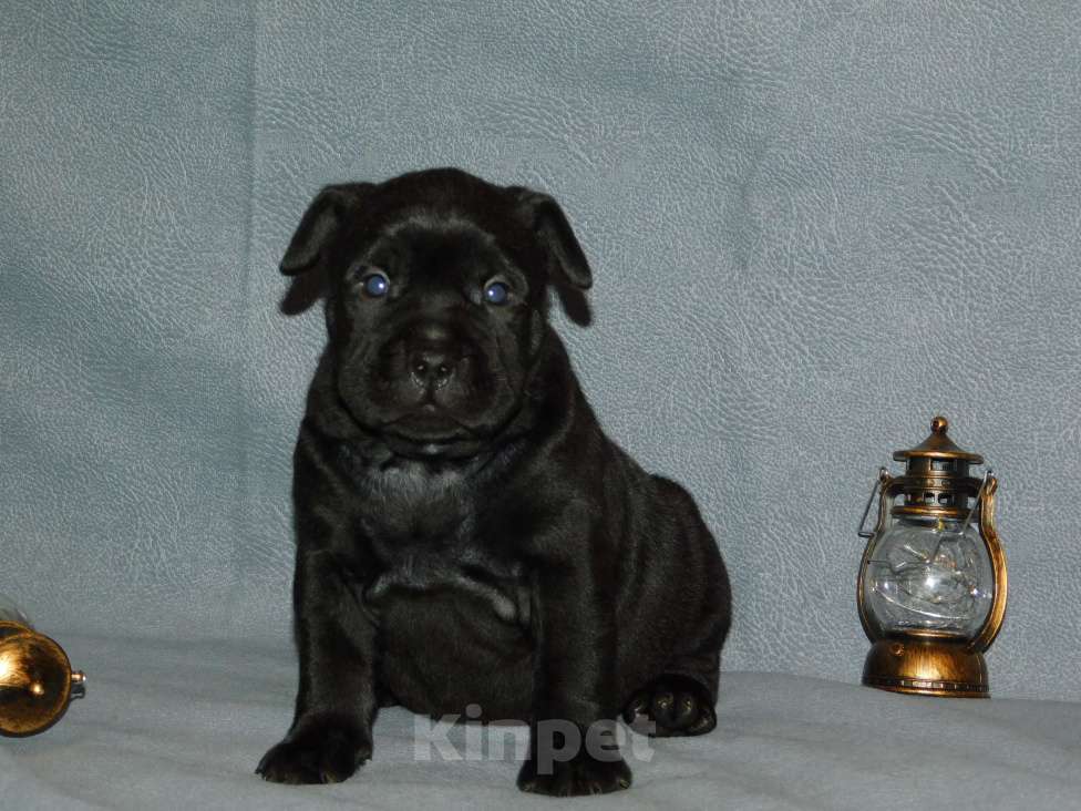 Собаки в Санкт-Петербурге: Щенок Кадебо Мальчик, 90 000 руб. - фото 1