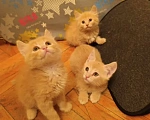 Кошки в Красногорске: Отдам котят рыжих Девочка, Бесплатно - фото 1