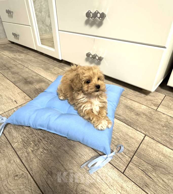 Собаки в Самаре: Девочка Мальтипу Девочка, 130 000 руб. - фото 3