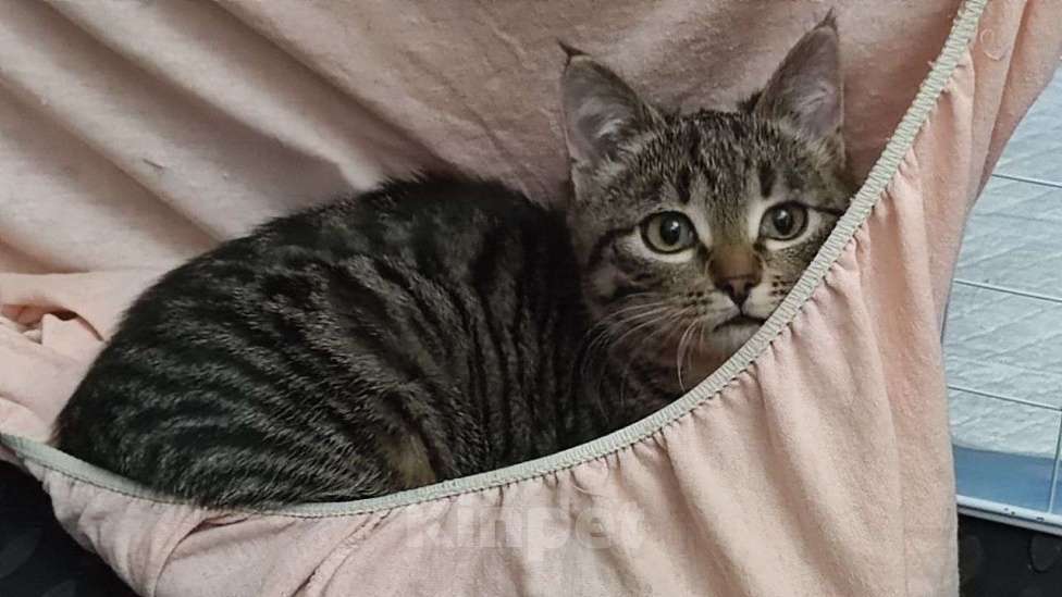 Кошки в Москве: Новогодний сюрприз, девочка, примерно 5 месяцев Девочка, Бесплатно - фото 7