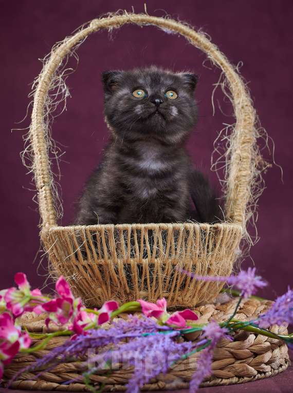 Кошки в Барнауле: Кошечка - фолд Тамара🖤 Девочка, Бесплатно - фото 2