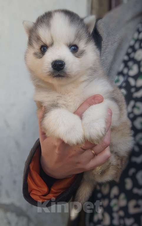 Собаки в Санкт-Петербурге: Малая Сибирская Собака Хапика Мальчик, 50 000 руб. - фото 3