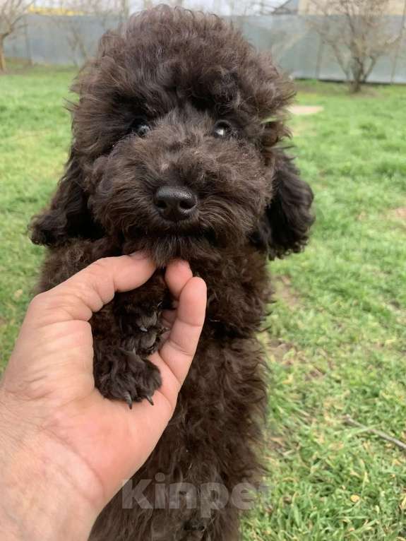 Собаки в Темрюке: Щенки Разнополые, Бесплатно - фото 1