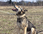 Собаки в Королеве: Яша ждёт своего человека! Мальчик, Бесплатно - фото 10
