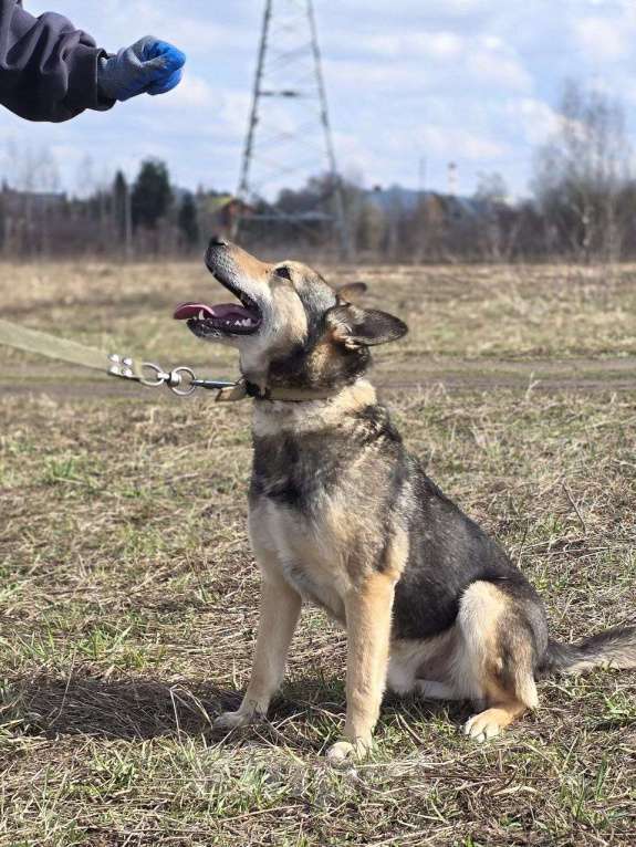 Собаки в Королеве: Яша ждёт своего человека! Мальчик, Бесплатно - фото 10