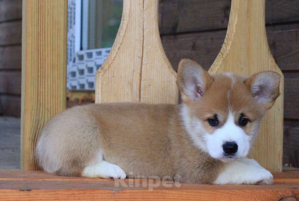 Собаки в Москве: Аманси Блюз Мальчик, 75 000 руб. - фото 6