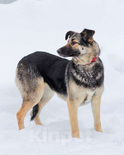 Собаки в Москве: Сэнди Девочка, Бесплатно - фото 6