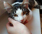 Кошки в Нижнем Новгороде: Спокойный котенок в добрые руки Мальчик, 1 руб. - фото 4