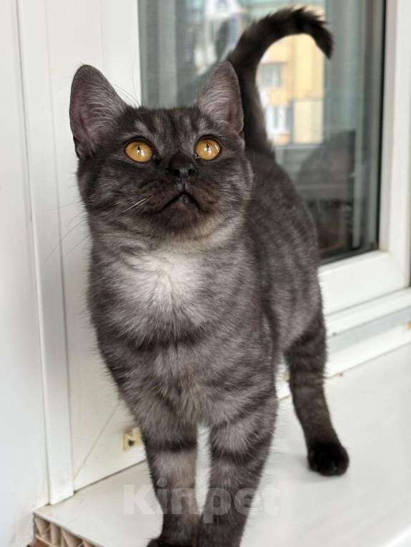 Кошки в Москве: Котенок метис шотландца в дар Мальчик, Бесплатно - фото 3