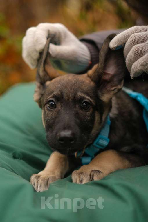 Собаки в Санкт-Петербурге: Мальчик 1 Мальчик, Бесплатно - фото 3