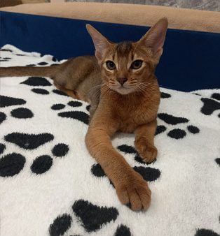 Абиссинский котенок
