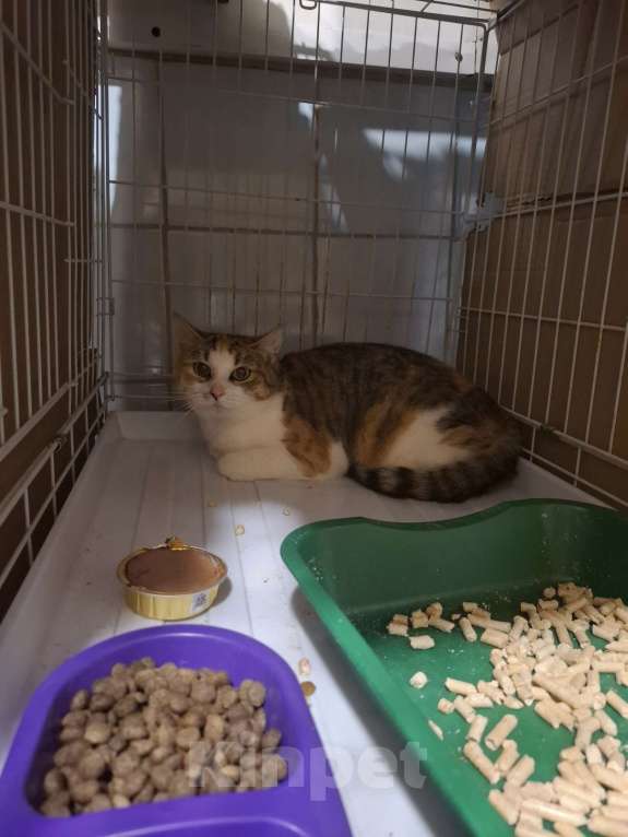 Кошки в Вологде: Пампушка и Помадка ищут Дом  Девочка, Бесплатно - фото 3