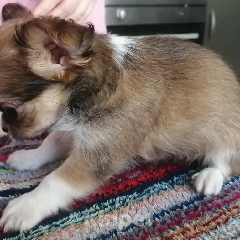 Собаки в Москве: Мальчик, рыжий с белым с соболем Мальчик, 30 руб. - фото 3