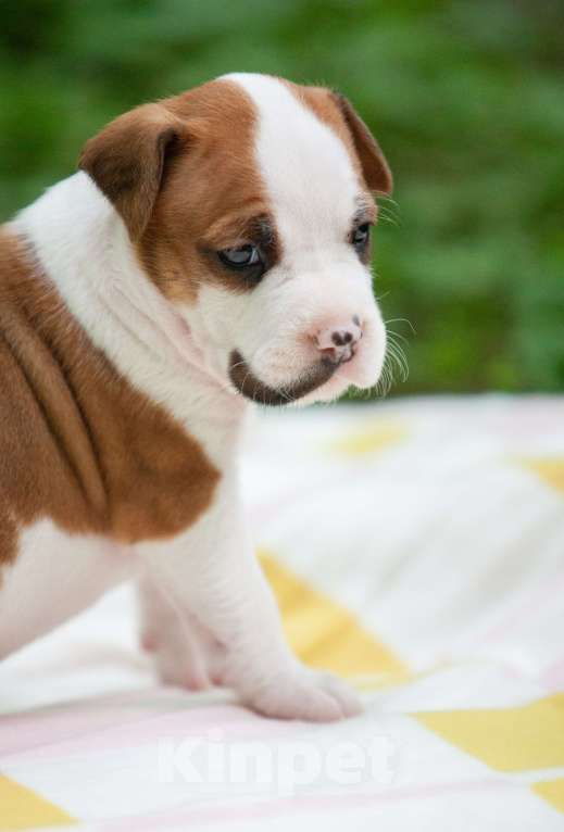 Собаки в Москве: Щенки Американского стаффордширского терьера Мальчик, Бесплатно - фото 7