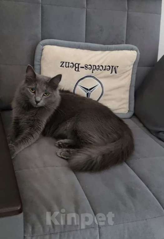 Кошки в других городах Московской области: Кошка Стефания в добрые руки Девочка, Бесплатно - фото 2