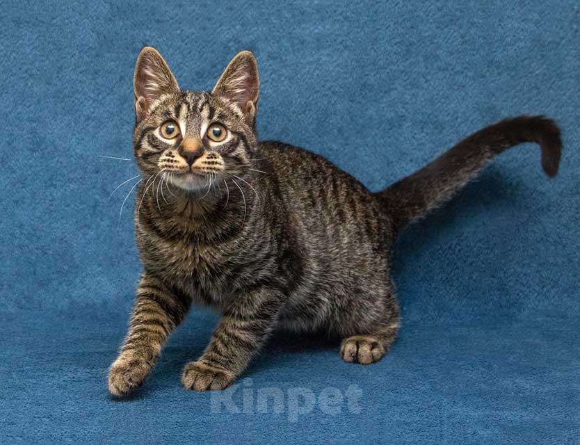 Кошки в Москве: Ласковый и нежный малыш Тигрик ищет дом и любящее сердце  Мальчик, 10 руб. - фото 5