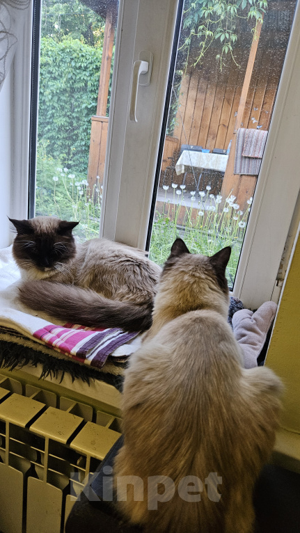 Кошки в Мытищах: Котики в добрые руки Мальчик, Бесплатно - фото 5