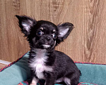 Собаки в Люберцах: Чихуахуа щенки продажа Мальчик, 45 000 руб. - фото 4