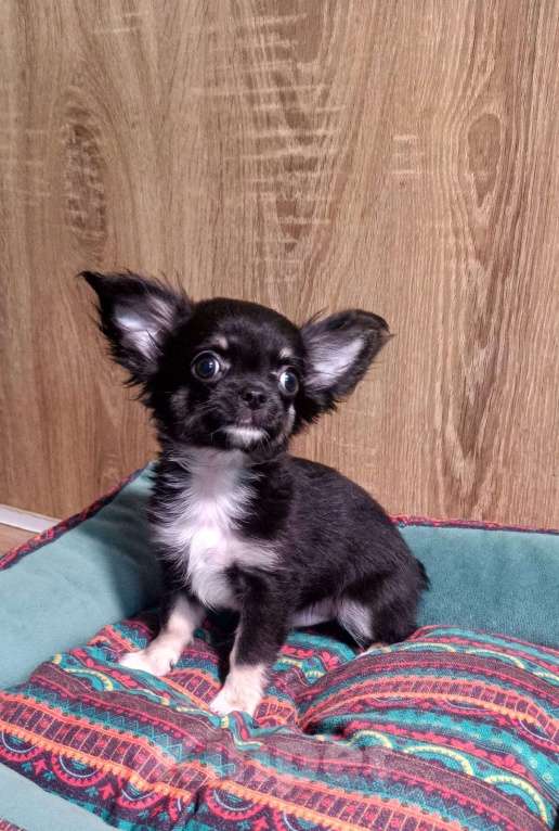 Собаки в Люберцах: Чихуахуа щенки продажа Мальчик, 45 000 руб. - фото 4