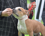 Собаки в Краснодаре: Предлагаем щенков Американского стаффордширского терьера Девочка, 30 000 руб. - фото 5