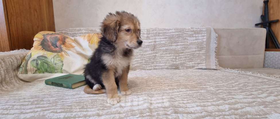 Собаки в Москве: Лео щенок в добрые руки. Маленькая душа, что пришла из степи. Мальчик, Бесплатно - фото 4