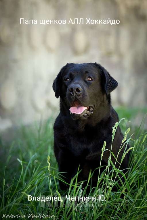 Собаки в Калуге: Палевый мальчик лабрадора высокого качества из питомника РКФ/FCI Мальчик, Бесплатно - фото 4