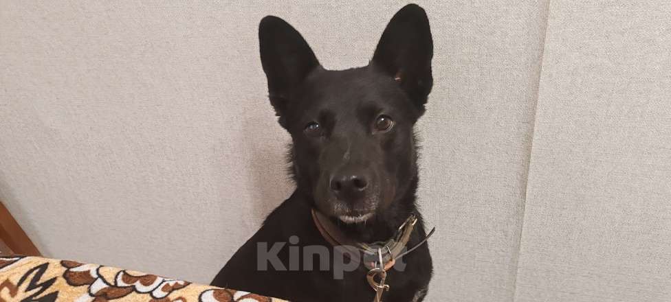 Собаки в Челябинске: СРОЧНО! ПОМОГИТЕ НАЙТИ ХОЗЯЕВ ИЛИ НОВЫХ ХОЗЯЕВ! Девочка, Бесплатно - фото 2