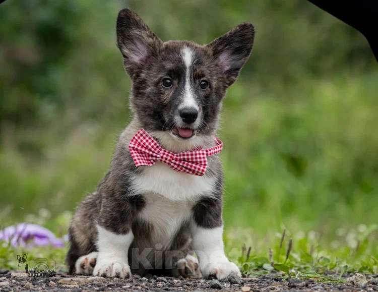 Собаки в других городах Московской области: Малыш Корги Мальчик, 35 000 руб. - фото 7