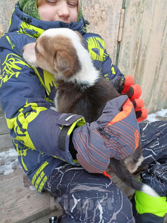 Собаки в других городах Свердловской области: Щенки ищут хозяев  Мальчик, Бесплатно - фото 3