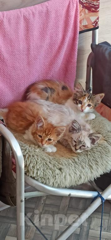 Кошки в Калуге: Котёнок Мальчик, Бесплатно - фото 3
