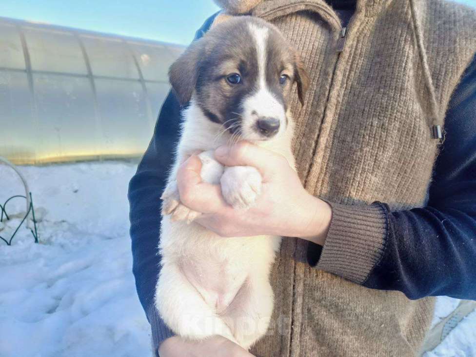 Собаки в Улане-Удэ: Отдам в добрые руки  Девочка, 100 руб. - фото 1