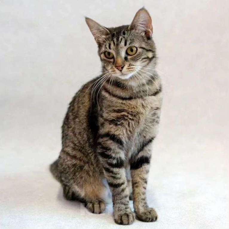 Кошки в Москве: Молоденькую кошечку выкинули хозяева Девочка, Бесплатно - фото 2