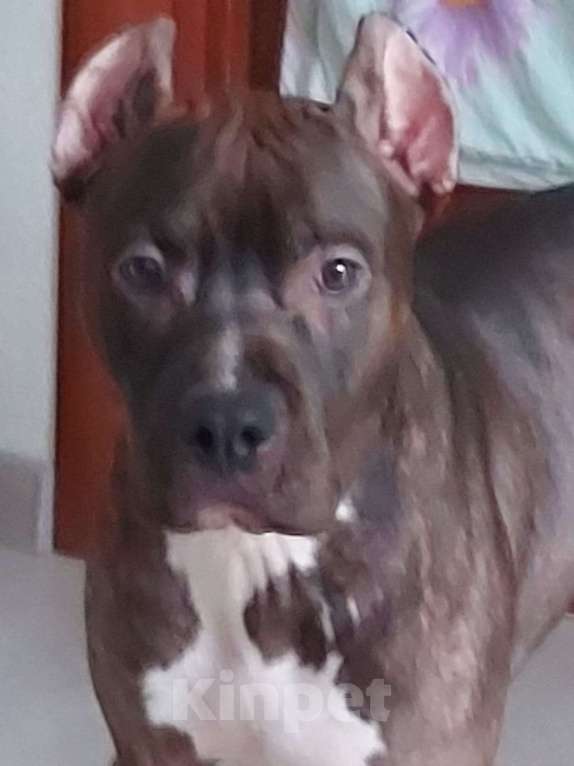 Собаки в Ульяновске: Красавца в добрые руки. Мальчик, Бесплатно - фото 1