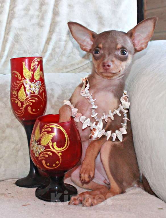 Собаки в Волгограде: Девочка - супер мини Девочка, 50 000 руб. - фото 2