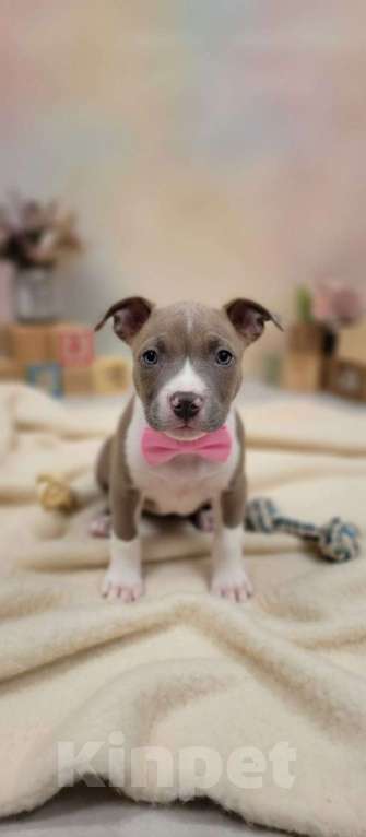 Собаки в Нижнеудинске: Щенки Американского Стаффордширского терьера Девочка, 35 000 руб. - фото 4