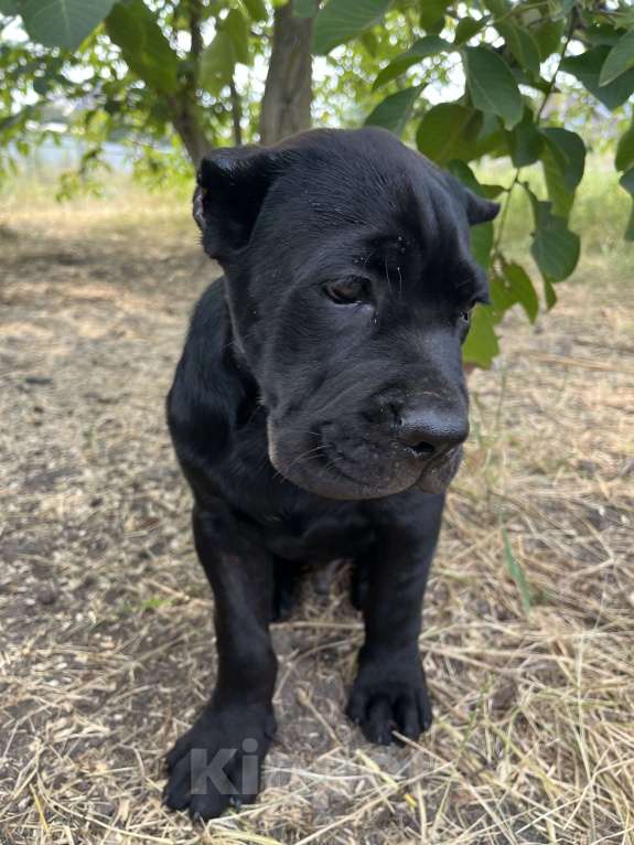 Собаки в Москве: Балу мощный щенок кане-корсо. Мальчик, 120 000 руб. - фото 2