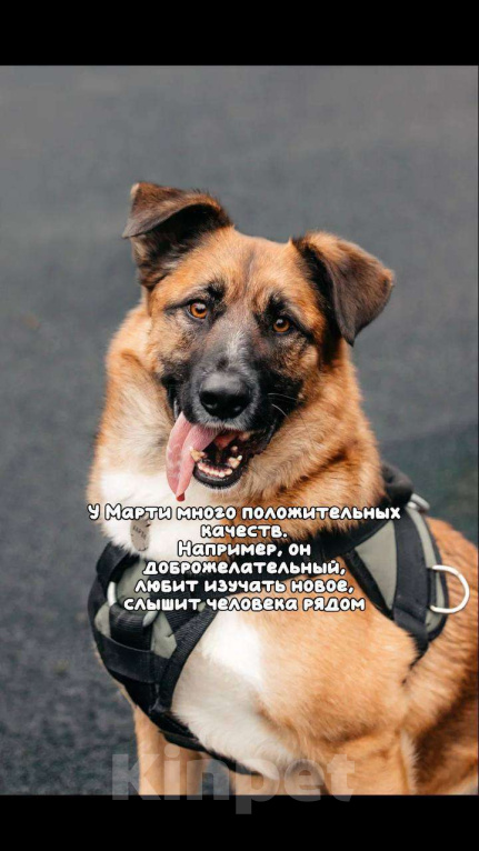 Собаки в Москве: Марти Мальчик, Бесплатно - фото 7