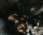 Кошки в Краснодаре: Котятки в добрые ручки Девочка, Бесплатно - фото 2