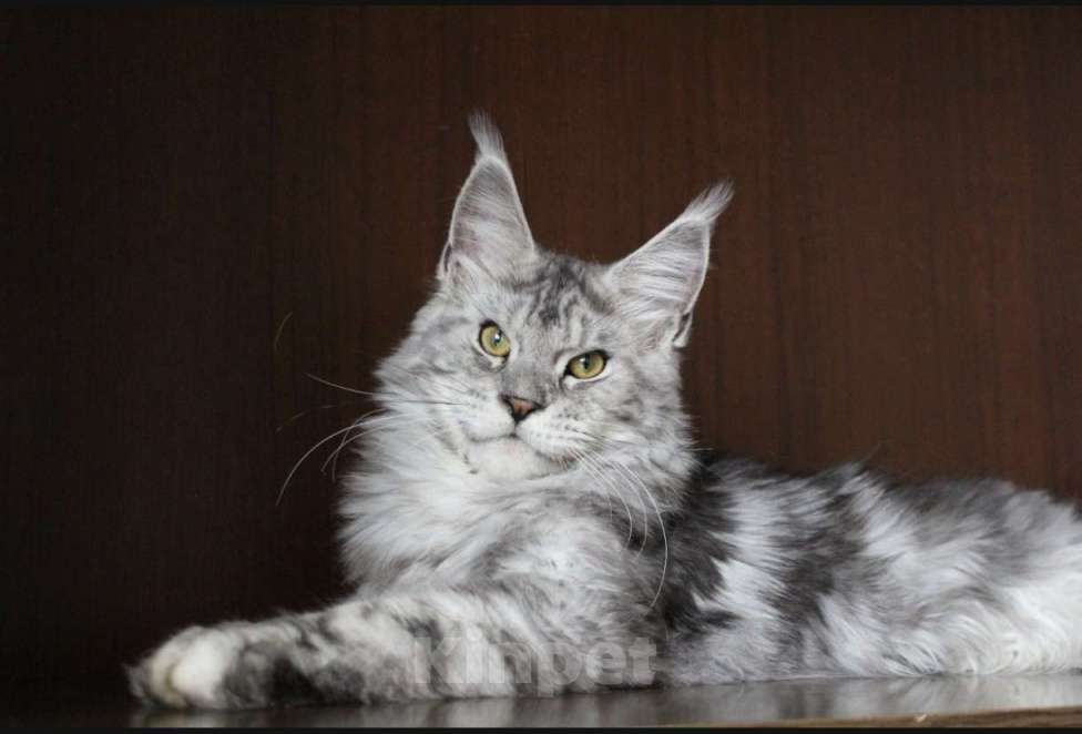 Кошки в Санкт-Петербурге: Мейн-кун котёнок Мальчик, 20 000 руб. - фото 3