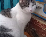 Кошки в Санкт-Петербурге: Фрося Девочка, 500 руб. - фото 2