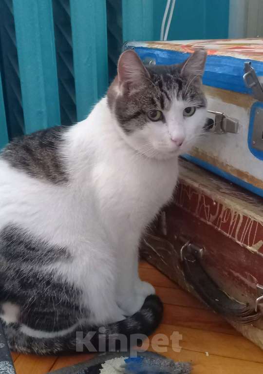 Кошки в Санкт-Петербурге: Фрося Девочка, 500 руб. - фото 2